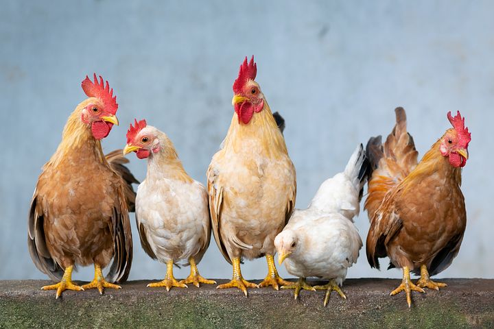 Renforcement des mesures de biosécurité pour lutter pour l’influenza aviaire dans les basses cours