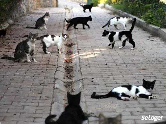 Interdiction du nourrissage des chats errants