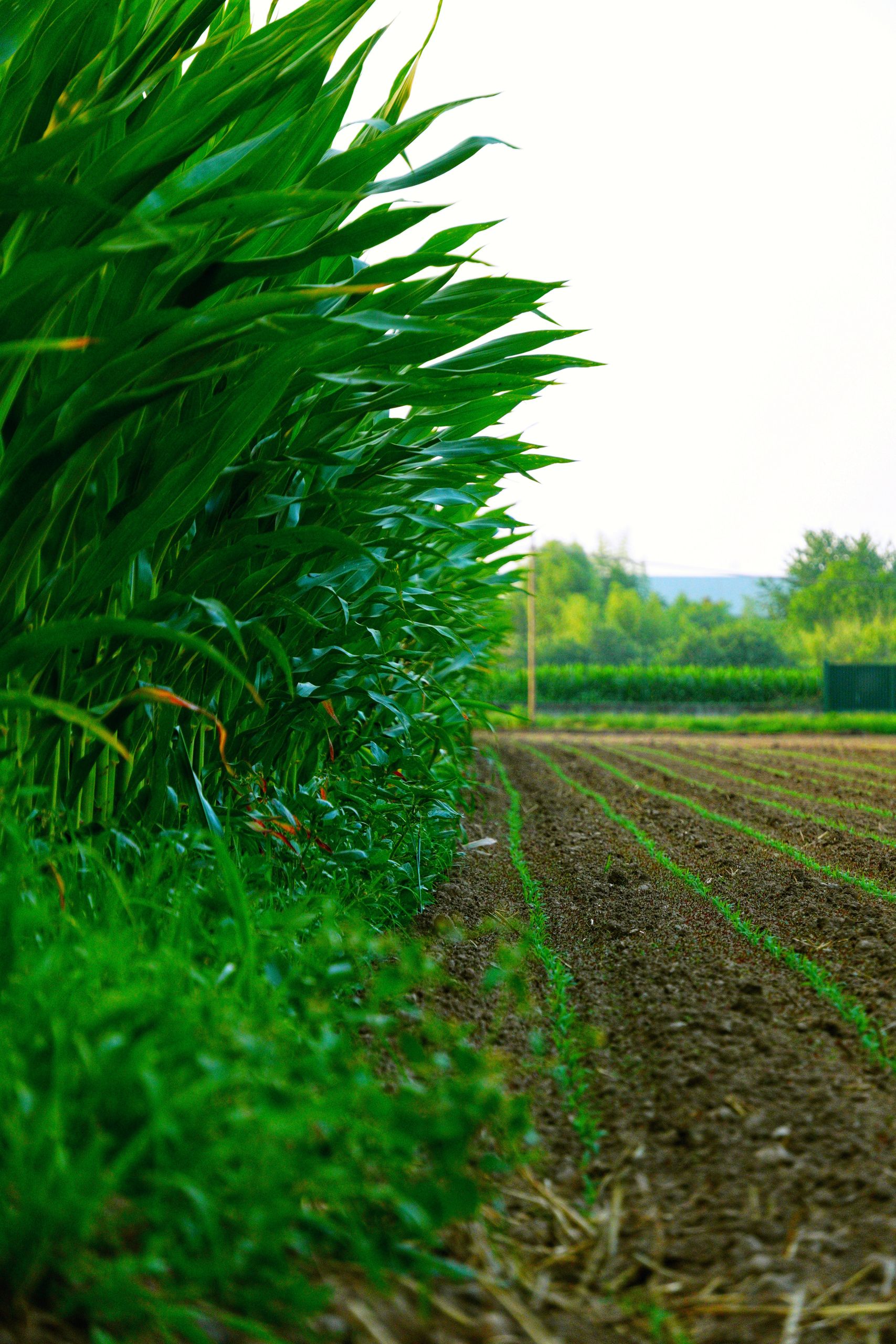 Avis de publicité : demande d&rsquo;autorisation préalable d&rsquo;exploiter un fonds agricole